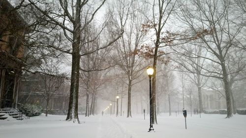 Snow covered trees