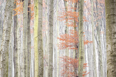 Trees in the forest