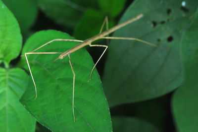 Close-up of insect on leaf