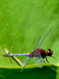 Close-up of insect on leaf