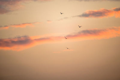 Low angle view of birds flying in orange sunset sky