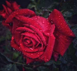 Close-up of wet red rose in rainy season