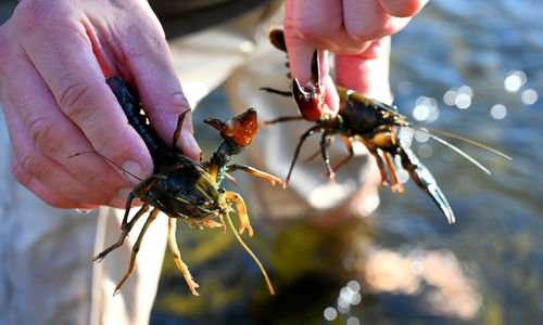 Close-up of hand holding insect