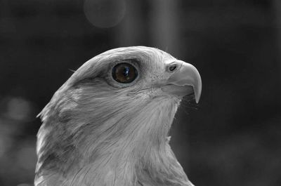 Close-up of a bird