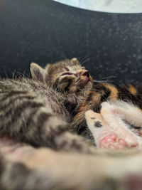 Close-up of cat sleeping