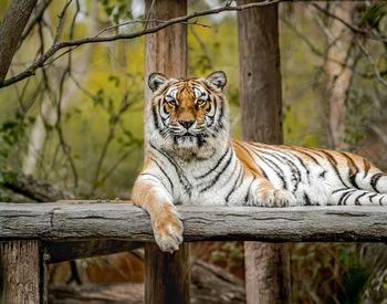 Portrait of cat in zoo