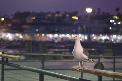 Seagull perching on railing by illuminated city at night