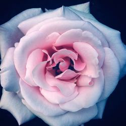 Close-up of rose