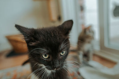 Close-up portrait of cat at home