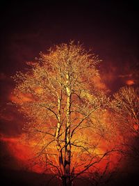 Low angle view of illuminated tree at night