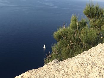 High angle view of lizard on sea shore