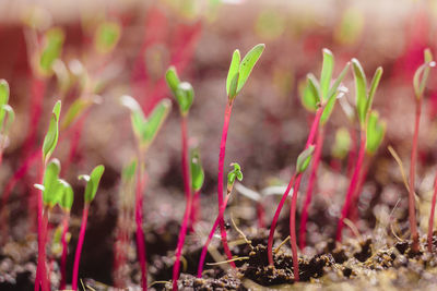 Heap of beet microgreens. healthy eating concept of fresh garden produce organically grown as a symbol of health and vitamins from nature. microgreens closeup.