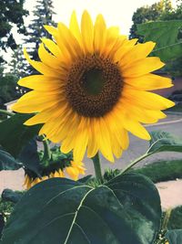 Close-up of sunflower