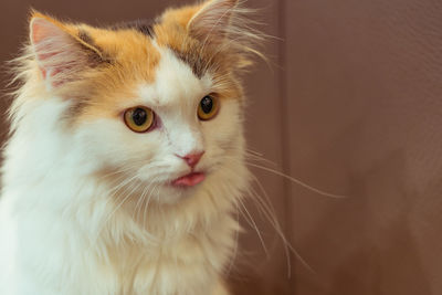 Close-up portrait of a cat