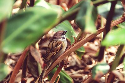 Close-up of bird perching on tree