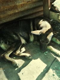 High angle view of dog sleeping