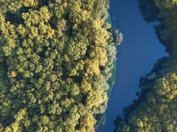 Low angle view of trees against sky