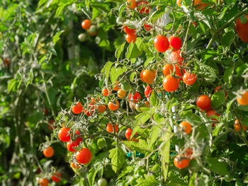 Close-up of fruits growing on tree