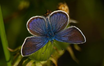 Close-up of butterfly on purple flower