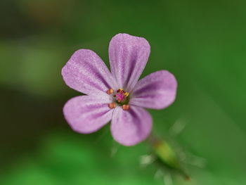 Close-up of geranium robertianum