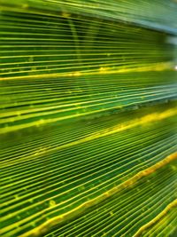 Full frame shot of palm leaf