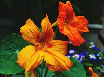 Close-up of day lily blooming outdoors