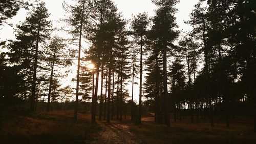 Trees in forest