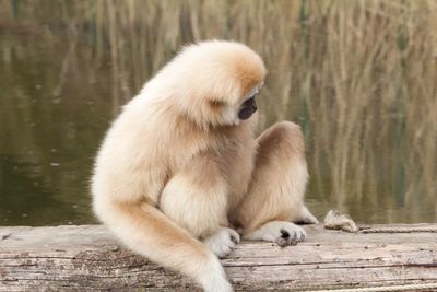 Gibbon sitting on wood by lake
