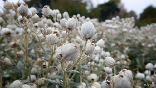 Close-up of white flowers growing on tree