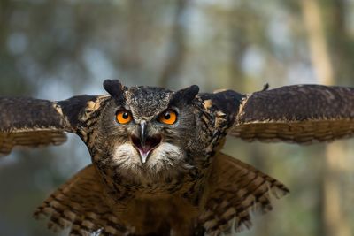 Close-up portrait of owl