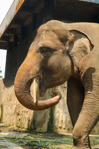 Close-up of elephant