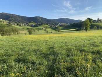 Scenic view of agricultural field against sky