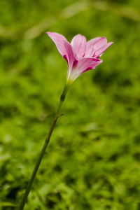 Close-up of pink flowering plant