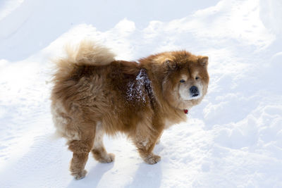 Large beautiful unleashed red chow chow looking back while playing in pristine fresh snow