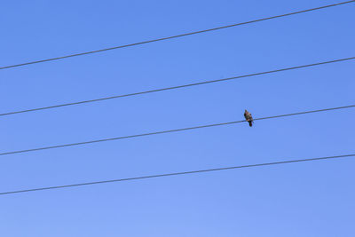 Low angle view of birds perching on cable