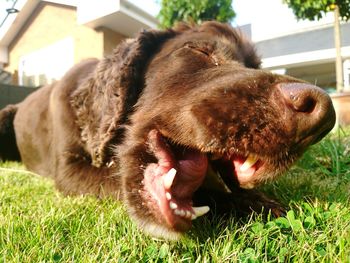 Close-up of dog lying on grass