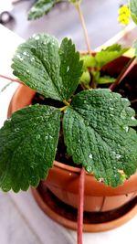 Close-up of leaves