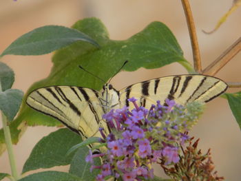 Close-up of butterfly perching on plant