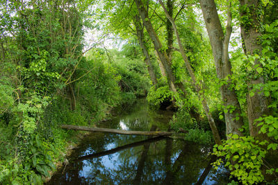 Scenic view of river amidst trees in forest