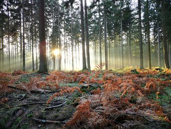 Plants and trees in forest during autumn