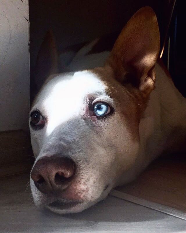 PORTRAIT OF DOG RELAXING AT HOME