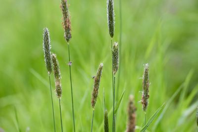 Close-up of crops on field