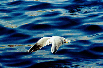 View of swimming in water