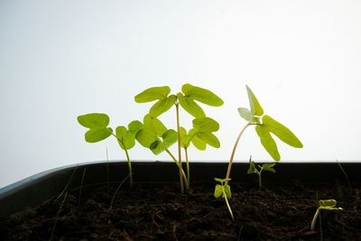 Close-up of small plant growing on field against sky