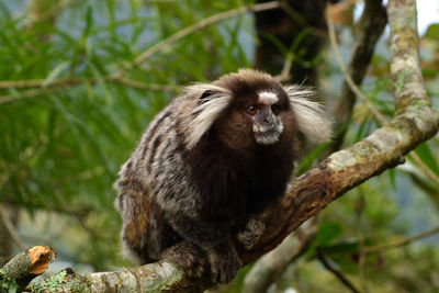 Sagui monkey at the corcovado, rio de janeiro, brazil.