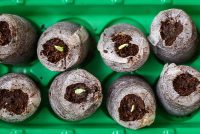 Zinnia seedlings growing in jiffy peat pellets. biodegradable flower pots. zinnia seedlings. 