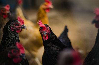 Close-up of birds