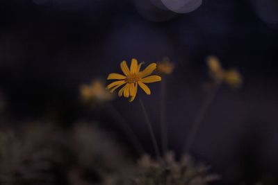 Close-up of yellow flowering plant on field la nuit  joué avec les fleurs et les lumières 
