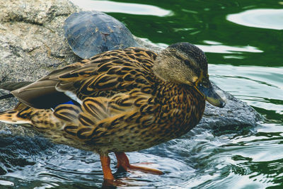 Close-up of mallard duck swimming in lake