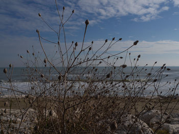 Plants growing on beach against sky